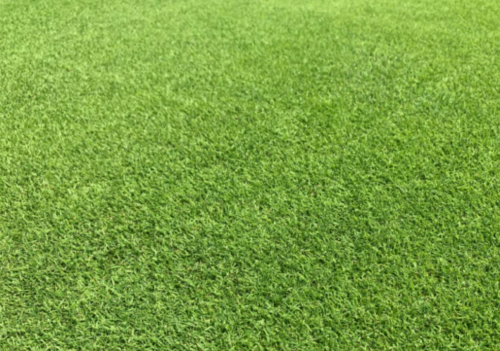 BrownTop Lawn Seed