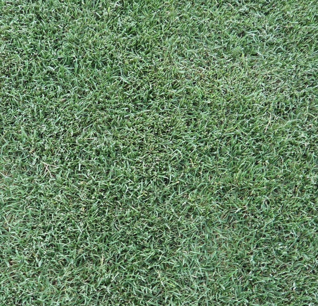 Couch Grass