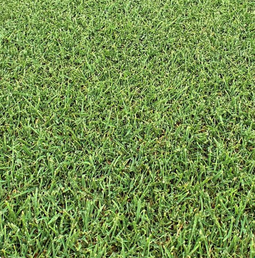 Creeping Bentgrass Seed