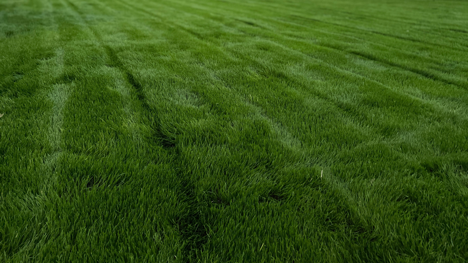 Dark Perennial Ryegrass Bundle New Lawn up to 100m2