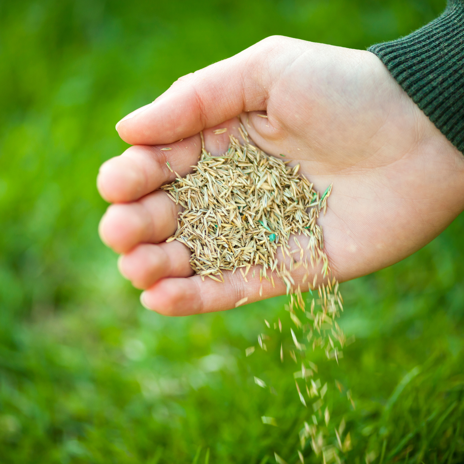 Choosing the Right Lawn Seed