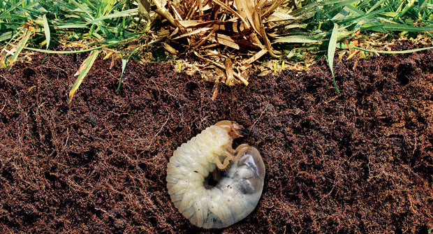 How to get rid of Grass Grubs this Spring