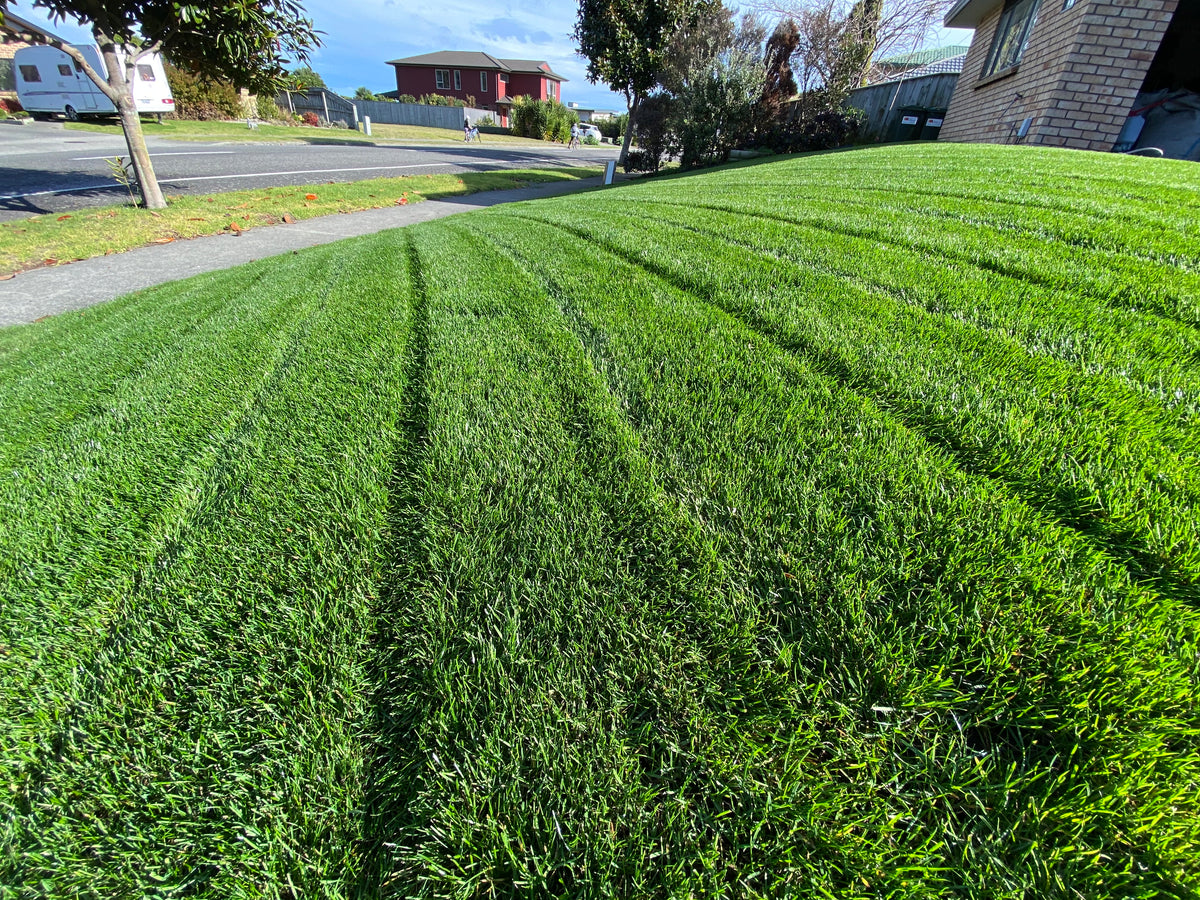 Ryebgrass Dark Perennial Ryegrass - Vibrant, Dark Lawn Ideal for High-Traffic ...