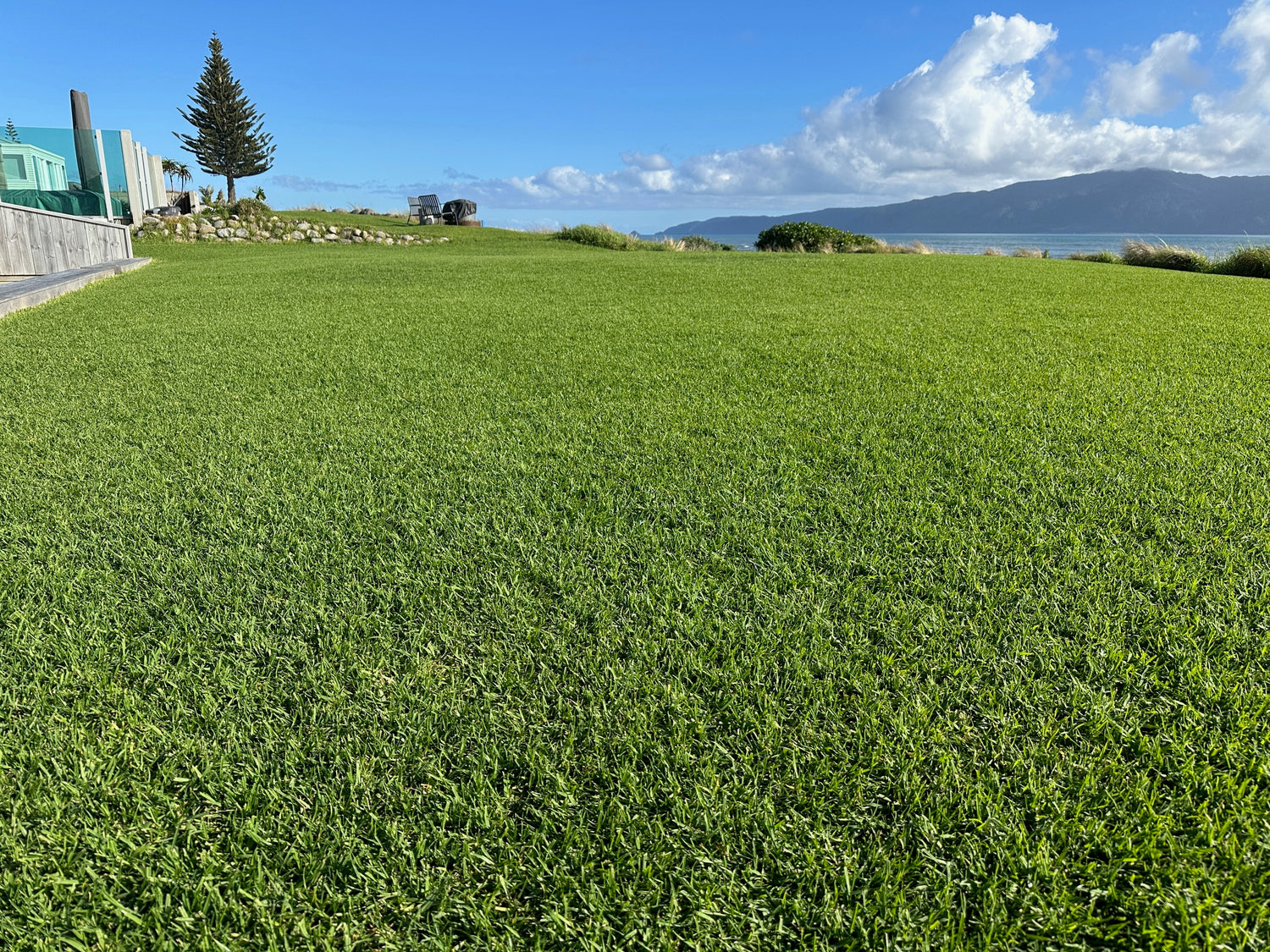 Kikuyu Grass